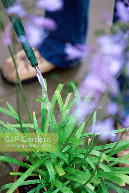 Watering Agapanthus after transplanting into new larger container - Spring