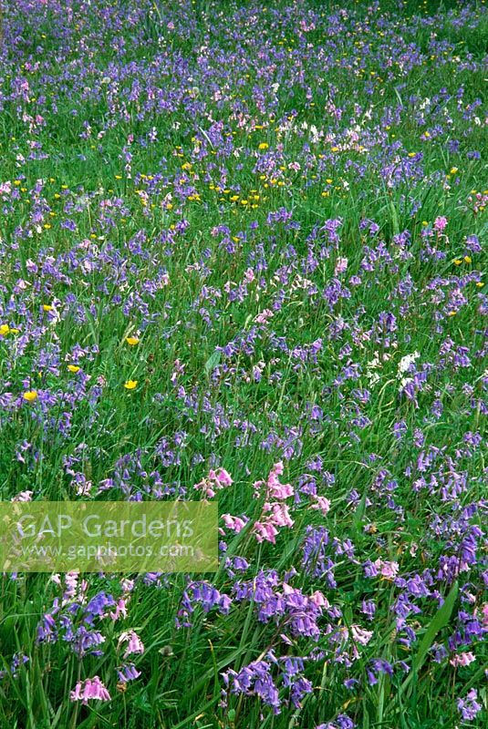 Wild flower meadow with Bluebells and Buttercups 