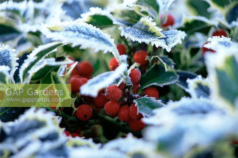 Ilex 'Madame Briot' - Holly with red berries 