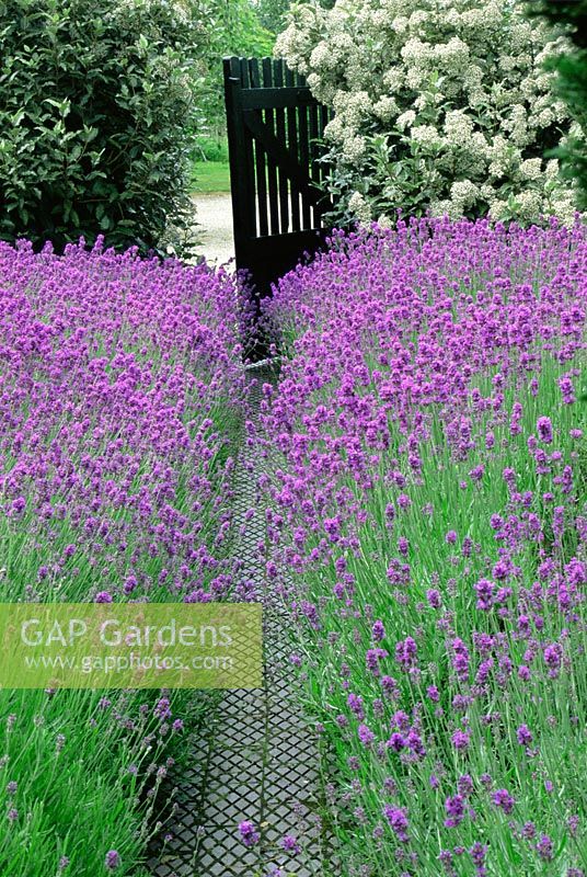 Path with Lavandula - Lavender leading to gate