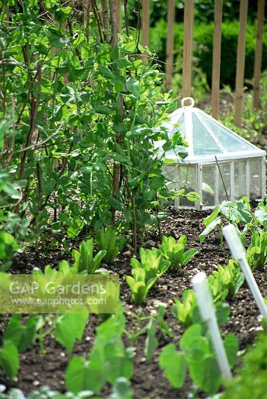 Spring vegetables garden with victorian glass cloche