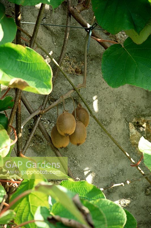 Actinidia - Kiwi fruit on plant against wall