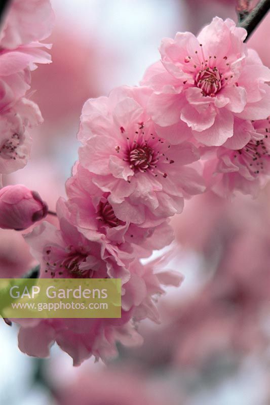 Pink Cherry blossom in Spring (Prunus dulcis 'Roseoplena')