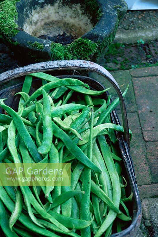 Harvested Runner beans in old Sussex trug in Summer