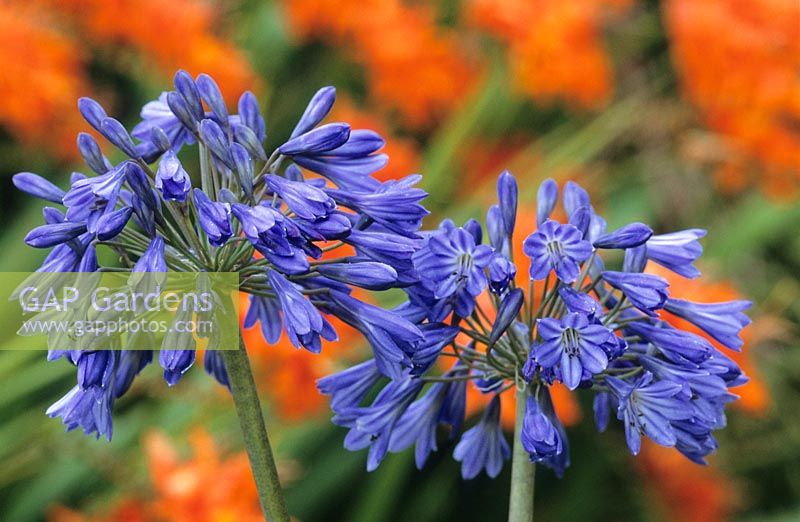 Strong colour contrast of Agapanthus 'Loch Hope' planted in front of an orange Crocosmia