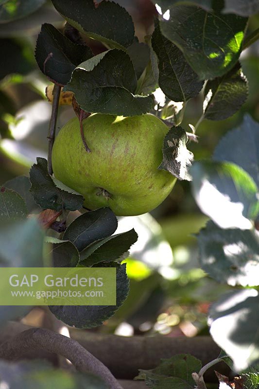Malus - Apple Bramley's Seedling