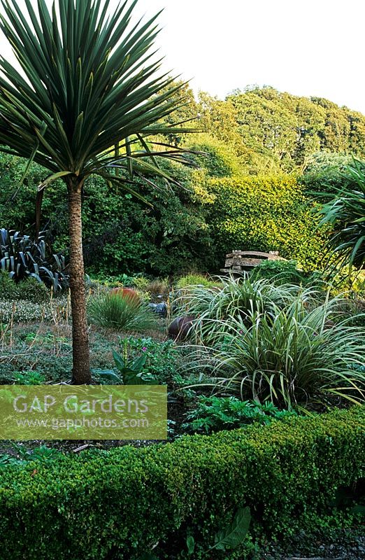 Cordyline australis, Phormium tenax 'Purpurea', Astelia and Aciphylla glaucescens with low Buxus hedge in foreground and view to Fagus hedge behind