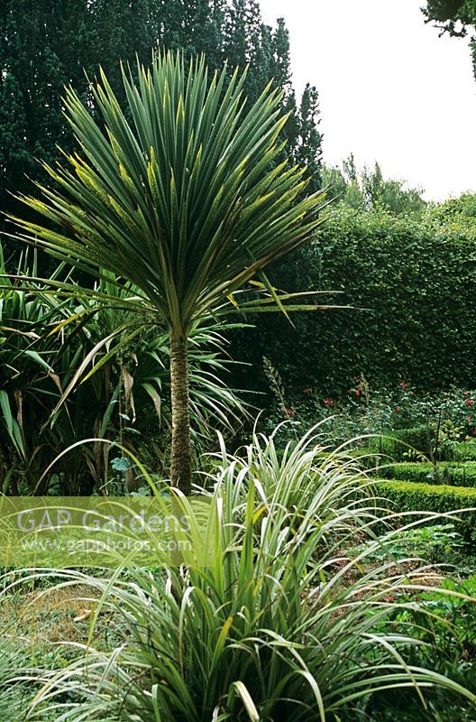 Cordyline australis and Astelia with view to rose garden with Buxus parterre and Fagus hedge behind