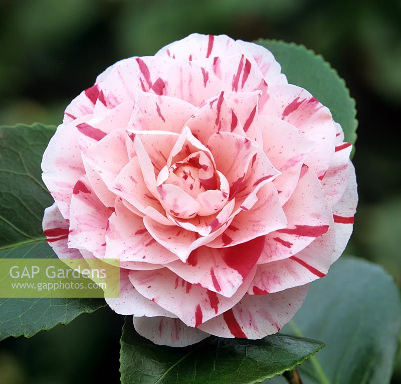 Camellia japonica 'Angela Cocchi'