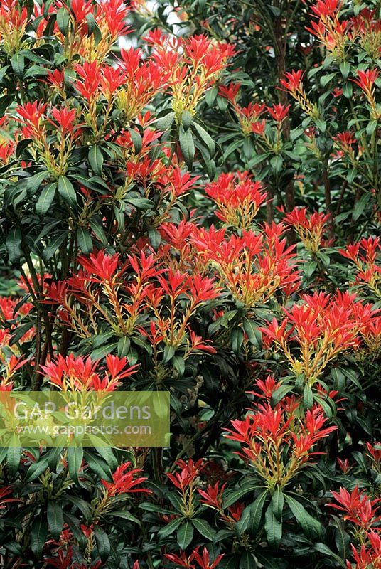 Pieris japonica forestii 'Forest Flame' showing new leaf growth