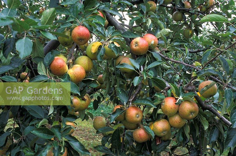 Malus domestica - Apple 'Coxs Orange Pippin'