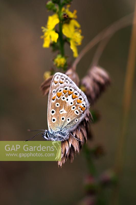 Common Blue Butterfly on Meadow Grass