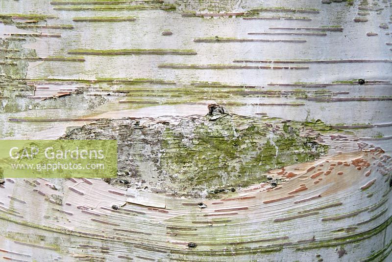 Detail of the bark of Betula utilis var. jacquemontii 'Jermyns'