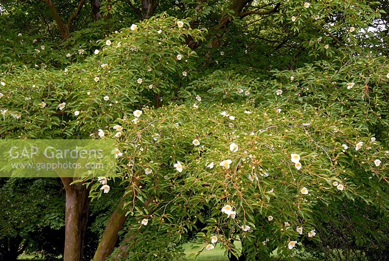 Stewartia monadelpha flowering in July