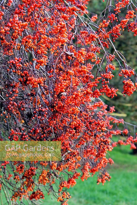 Autumn berries of Viburnum sargentii