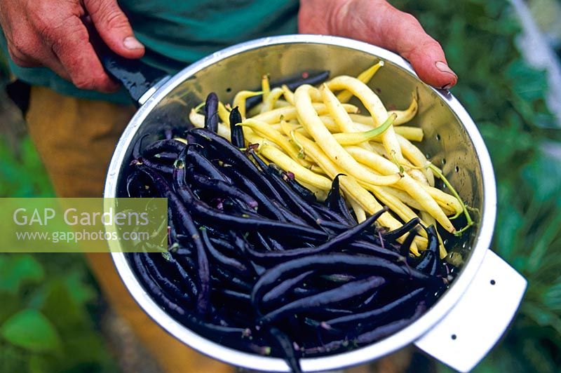Purple and white bean harvest