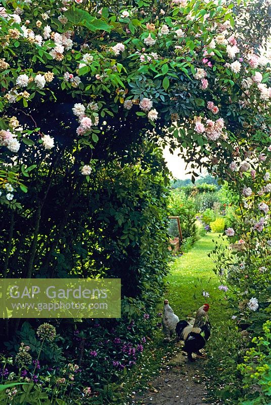 Rosa 'Madame Alfred Carriere' grows over archway leading to vegetable garden