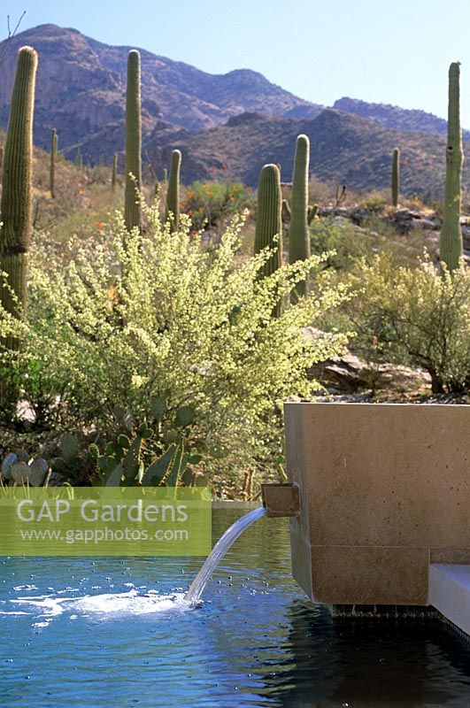 Modern garden with water feature and pond, Cacti and mountains in background. Design - Steve Martino, Tucson, Arizona. 
