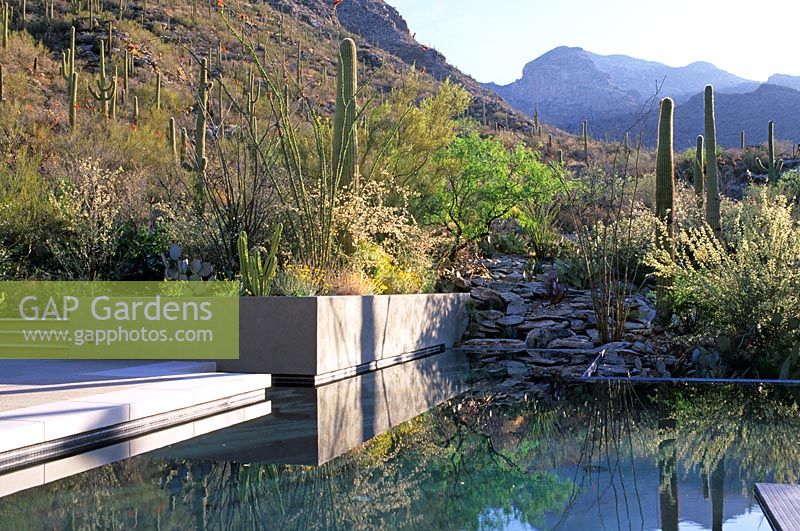 Reflective pond in modern garden with view to mountains, Design - Steve Martino, Tucson, Arizona. 