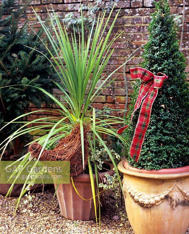 Pots of Cordyline and topiary adorned with Christmas ribbon