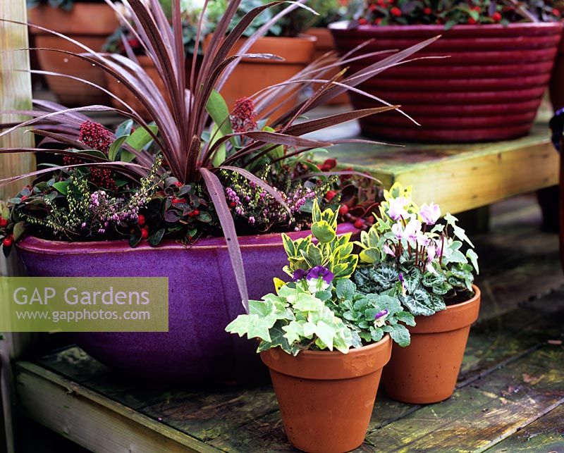 Group of winter pots - Purple glazed pot containing Phormium and Heather - Small pots containing Viola, Cyclamen and Hedera 