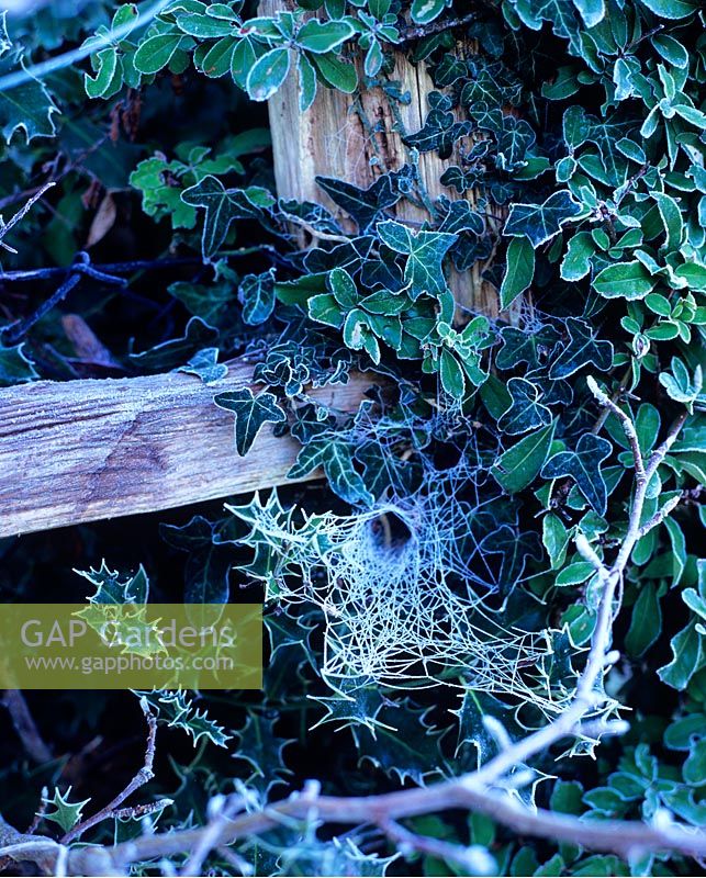 Frost on fence with Hedera and cobweb