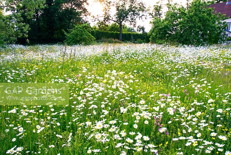Wildflower meadow in Suffolk