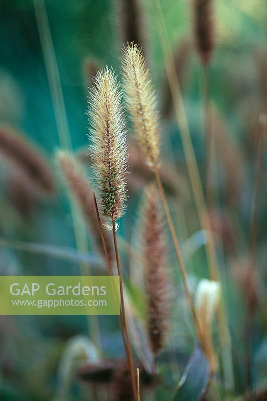 Setaria - Green bristle grass