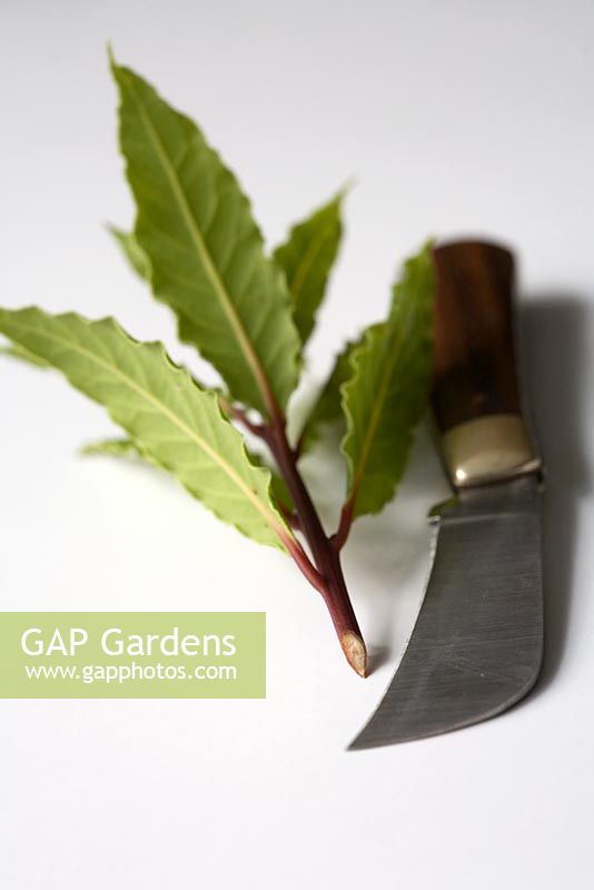 Pruning knife with sprig of bay