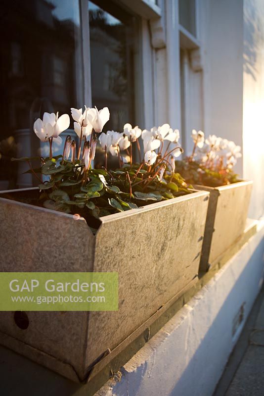 Display of white winter Cyclamen in galvanised window boxes