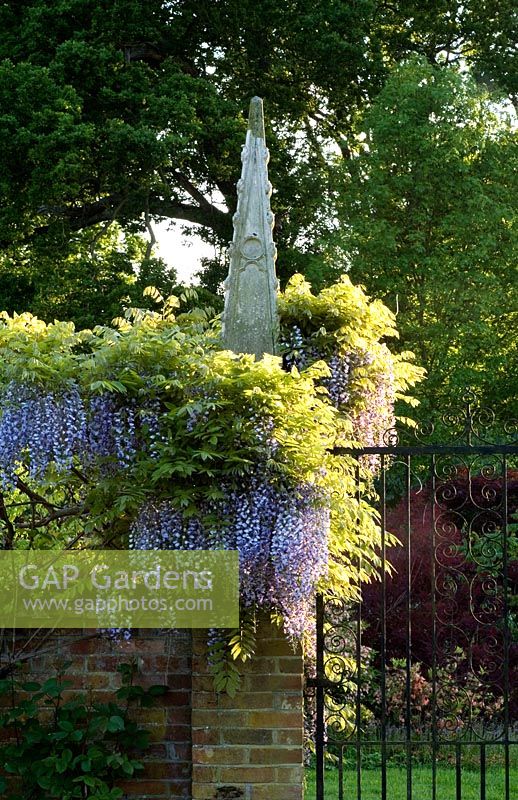Wisteria Sinensis spilling over wall and metal gate topped with ornamental stone obelisk - Bignor Park, Bignor, West Sussex