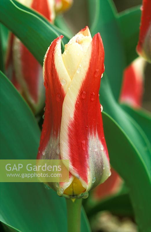 Tulipa 'Ancilla' AGM