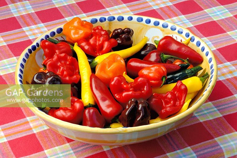 Bowl full of fresh chilli peppers