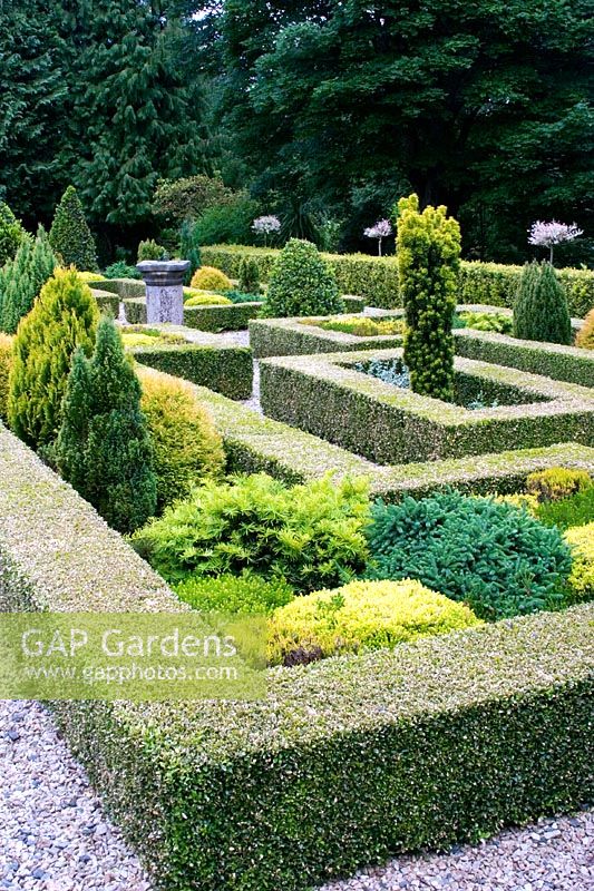 Parterre of Buxus sempervirens - Within the parterre are a collection of dwarf conifers