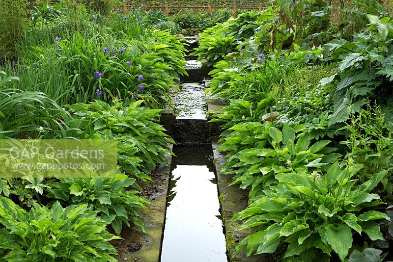 Small rill in a woodland garden planted with various Hosta varieties