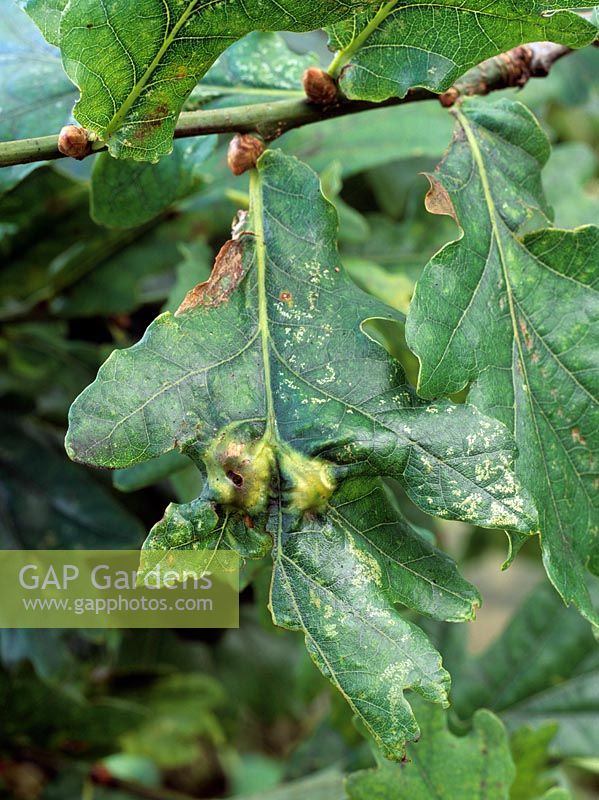 Oak cynipid gall caused by gall wasp - Andricus curvator