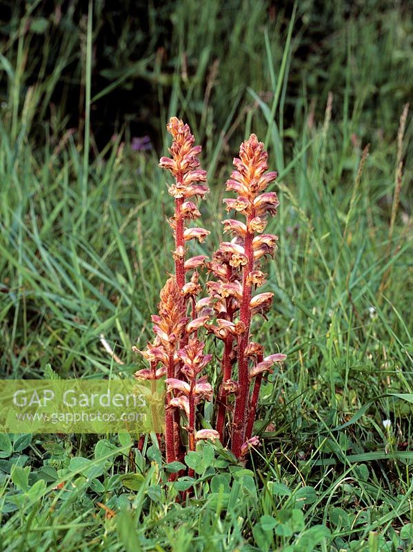 Orobanche minor - Common Broomrape on Trifolium - This species is a root parasite of composites and peaflowers


