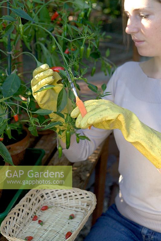 Picking Capsicum 'Apache' chillis using rubber gloves and scissors