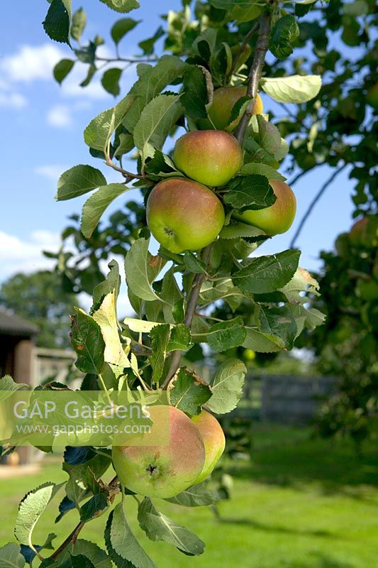 Ripe apples on branch - Malus 'Bramley's Seedling'