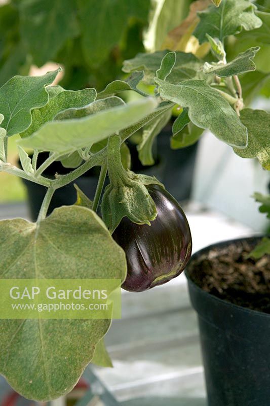 Aubergines in pots in greenhouse - Solanum melongena 'Black Beauty'