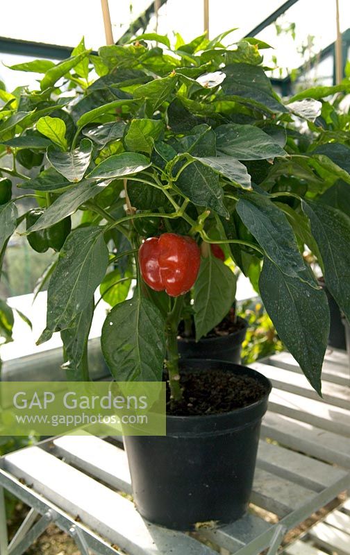 Capsicum 'Bell Boy' - Pepper in pot, in greenhouse 