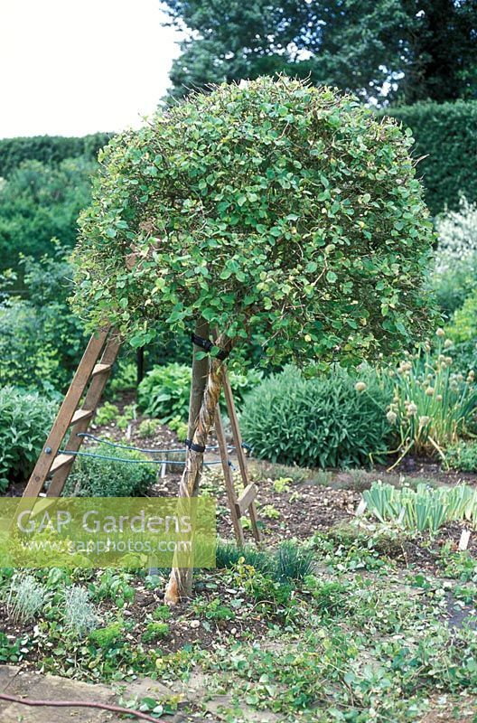 Pruning Lonicera standards - Hatfield House