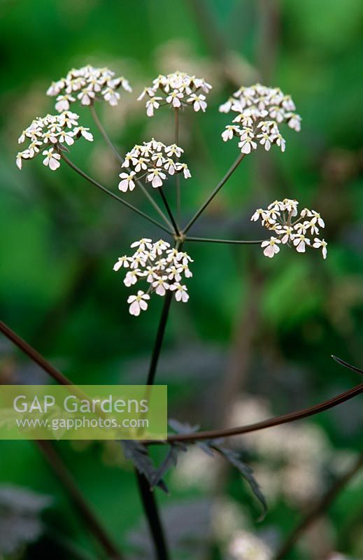 Anthriscus sylvestris 'Ravenswing' - Queen Anne's Lace