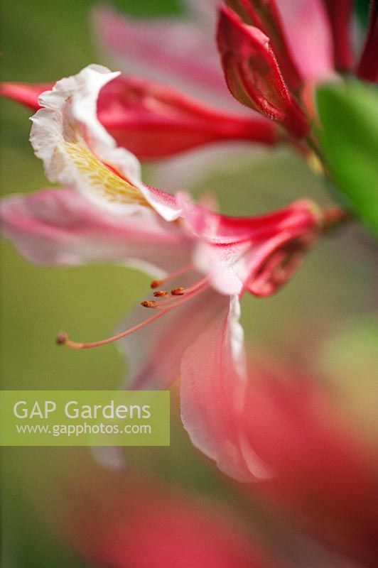 Rhododendron - Azalea 'Honeysuckle'