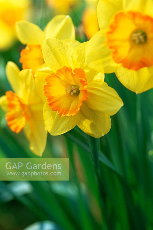 Narcissus - Daffodils