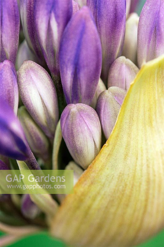 Agapanthus - African Lily bud
