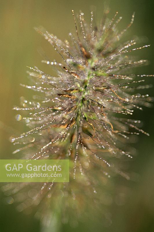 Pennisetum 'Hameln' - Dwarf Fountain Grass