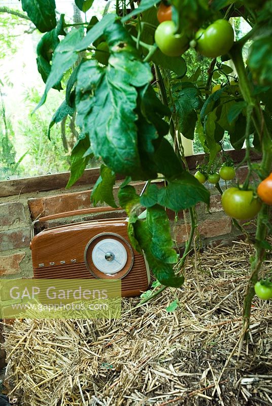 Radio by Tomato plants