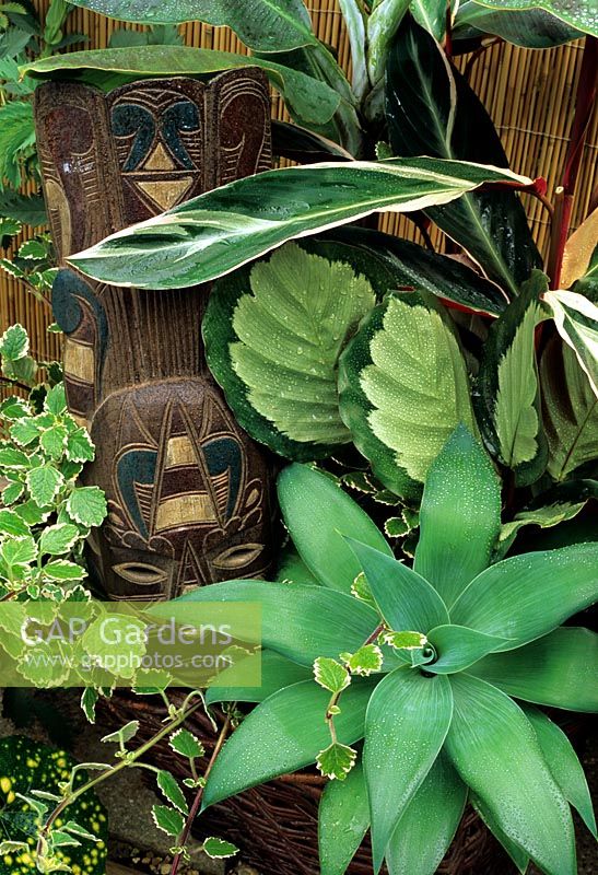 Exotic planting in wicker basket with carved face mask - Agave attenuata, Calathea 'Rosastar', Stromanthe 'Triostar' and Plectranthus madagascariensis 'Variegated Mintleaf'