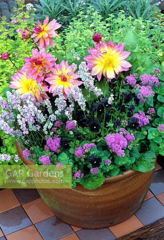 Summer container with Dahlia 'Fairydust' with Lavandula 'Little Lottie', Viola 'Molly Sanderson' plus edging of Ageratum growing in a salt glazed terracotta pot.